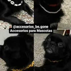 Collares para mascotas