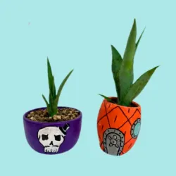 Macetas con plantas
