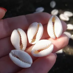 Caracolas estilo natural color hueso 