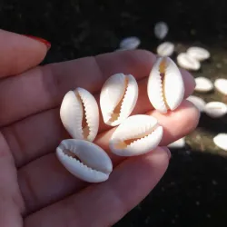 Caracolas naturales colgantes