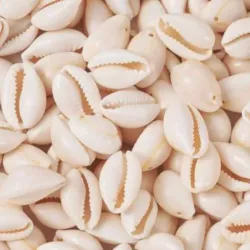 Caracolas naturales colgantes