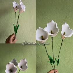 Lirios de Agua 💧