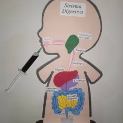 Maqueta Sistema Digestivo