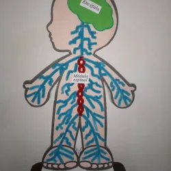 Maqueta Sistema Nervioso
