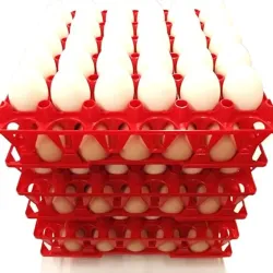 File de Huevo ( con cartón plástico)