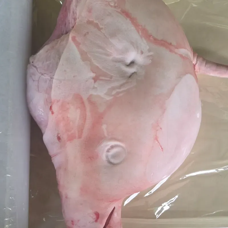 🍖 Pernil de Cerdo 17 libras  — Carne Fresca  -