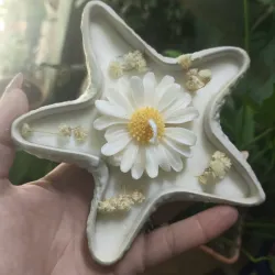 Estrella 🌼