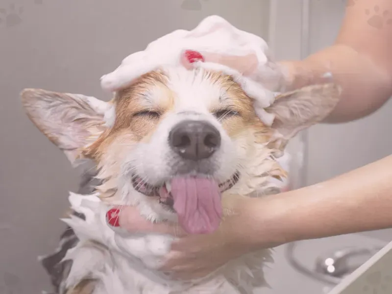 Productos dermatológicos