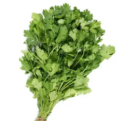 Cilantro