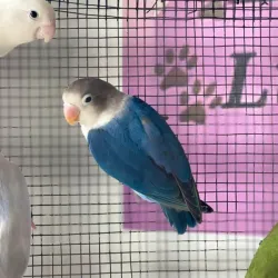 Agapornis personatas