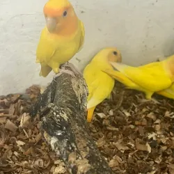 AGAPORNIS 