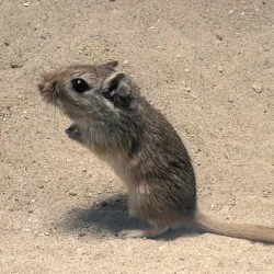 ARDILLAS DEL DESIERTO