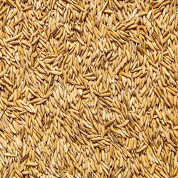 Arroz en Cáscaras para Aves