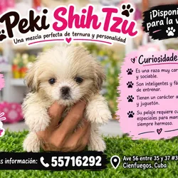 CACHORRA PEKI SHIH TZU