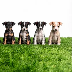 CACHORRO CHIHUAHUAS
