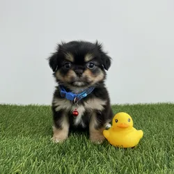 Cachorro Pequinés (Spaniel Tibetano)