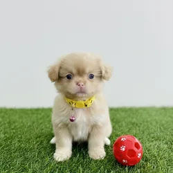 Cachorro Pequinés (Spaniel Tibetano)