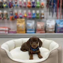 Cachorro Salchicha (Teckel)