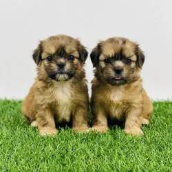 Cachorro SHIH TZU