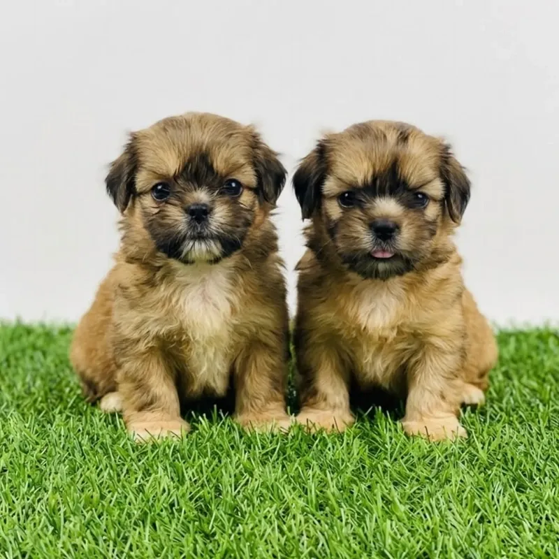 Cachorro SHIH TZU