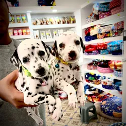 CACHORROS DE DÁLMATA 