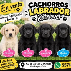 CACHORROS DE LABRADORES