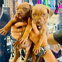 CACHORROS DE PITBULL 