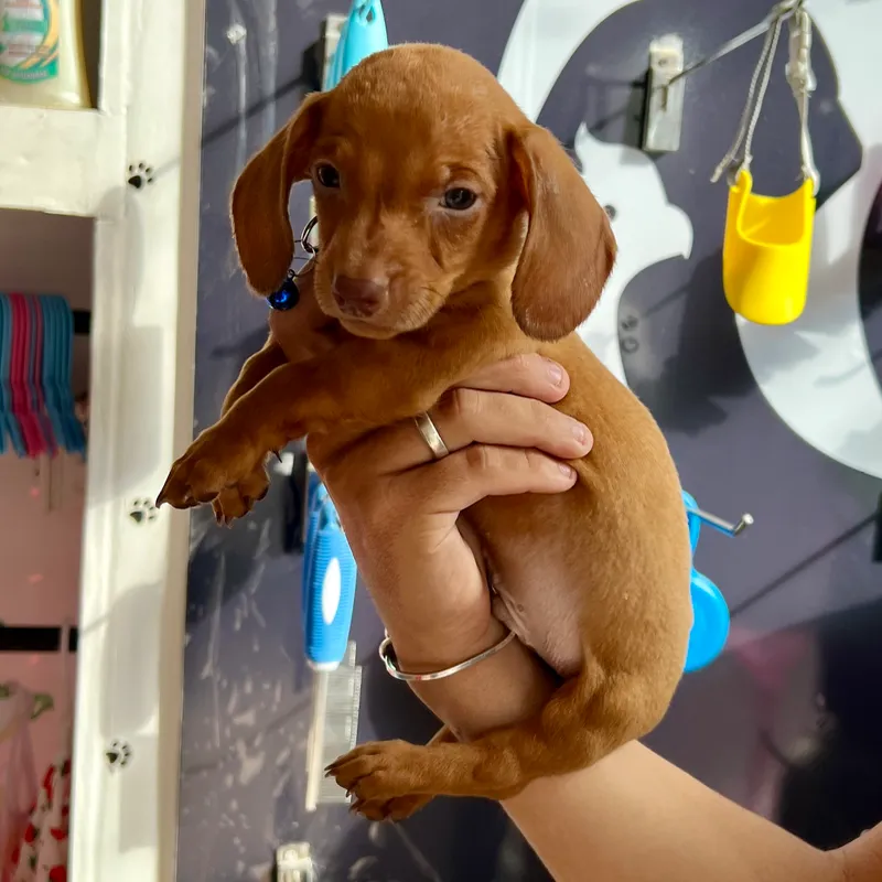 CACHORROS DE SALCHICHAS