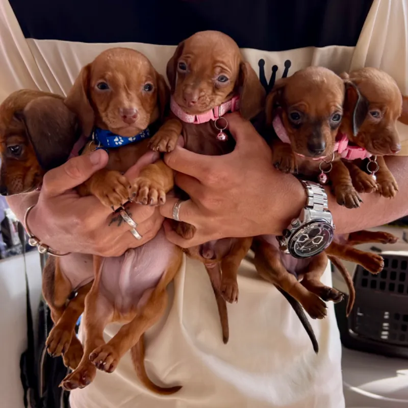 CACHORROS DE SALCHICHAS