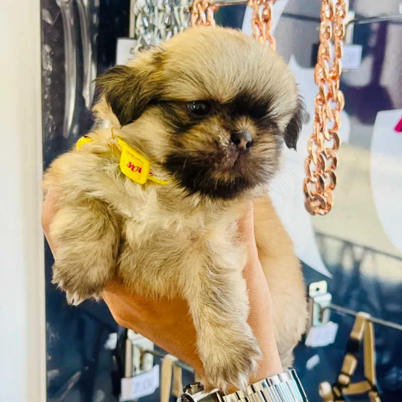 CACHORROS DE SHIH TZU 
