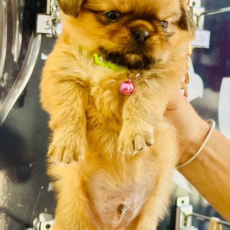 CACHORROS DE SHIH TZU 
