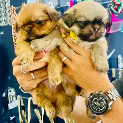CACHORROS DE SHIH TZU 