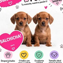 CACHORROS SALCHICHAS