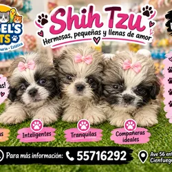 CACHORROS SHIH TZUS