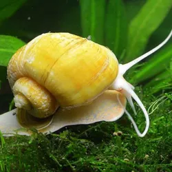 CARACOL MANZANA (LIMPIA PECERA) 