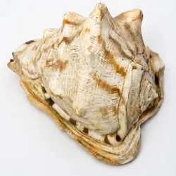 CARACOLES NATURALES, GRANDES PARA PECERA