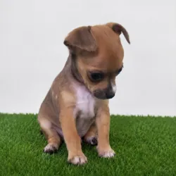 CHIHUAHUA