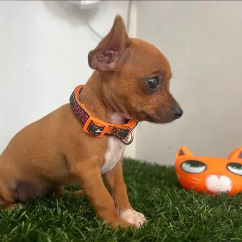 CHIHUAHUA 