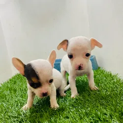 Chihuahuas 