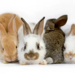 CONEJOS