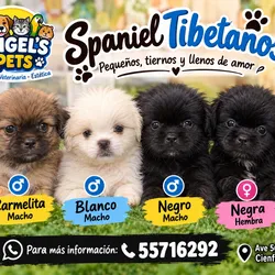 CACHORROS SPANIEL TIBETANO