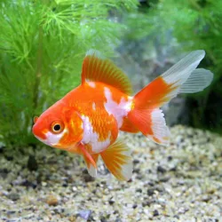 GOLDFISH O COLINOVIAS 