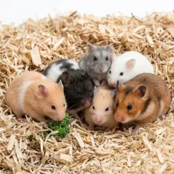 HAMSTER 
