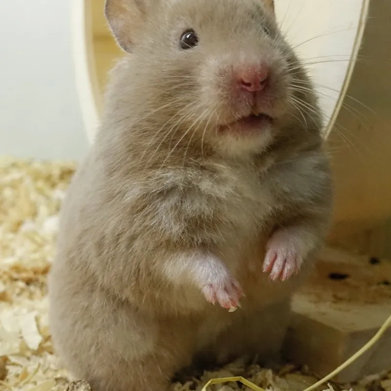 HAMSTER 