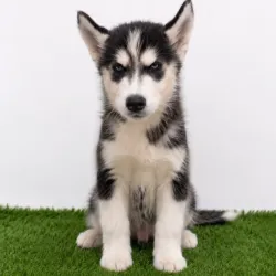 HUSKY SIBERIANO