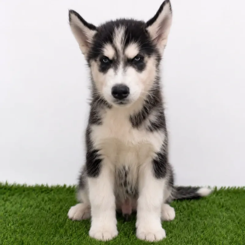HUSKY SIBERIANO