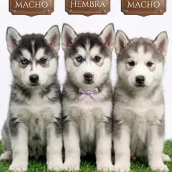 Husky Siberiano