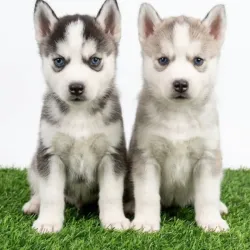 Husky Siberiano
