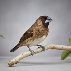 ISABELITAS