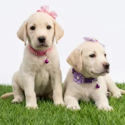 Labrador